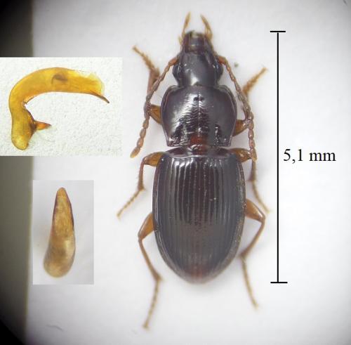 Pterostichus pumilio